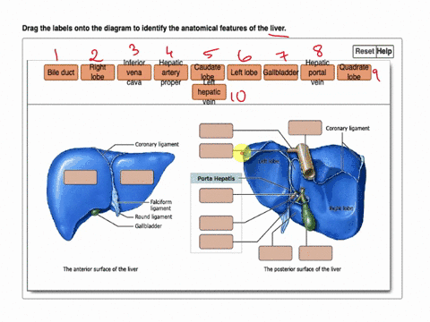 drag-the-labels-onto-the-diagram-to-identify-the-anatomical-features-of-the-liver-drag-the-labels-onto-the-diagram-to-identify-the-anatomical-features-of-the-liver-reset-help-inferior-hepati-94043