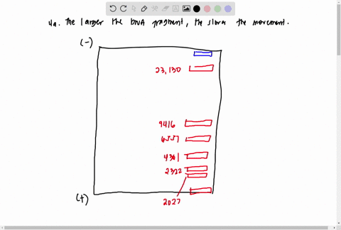 complete-this-rule-for-the-movement-of-dna-fragments-through-an-agarose-gel-the-larger-the-dna-fragment-the-this-diagram-represents-piece-of-dna-cut-with-hindlll-at-each-of-the-restriction-s-49206