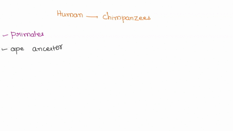 humans-evolved-from-chimpanzees-true-false-81837