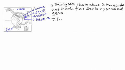 label-dna-rna-and-the-missing-nucleotides-marked-on-the-diagram_-toh-0p-rna-polymerase-4-13-key-adenine-c-cytosine-guanine-thymine-uracil-59713