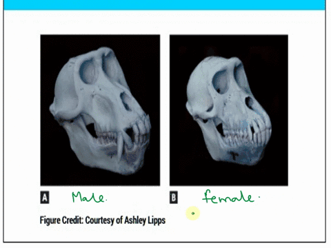 examine-the-mystery-primate-crania-in-the-photos-in-the-lab-12-exercise-image-library-on-p-364-of-your-lab-manual-and-answer-the-following-questions-these-crania-represent-adult-individuals-29394