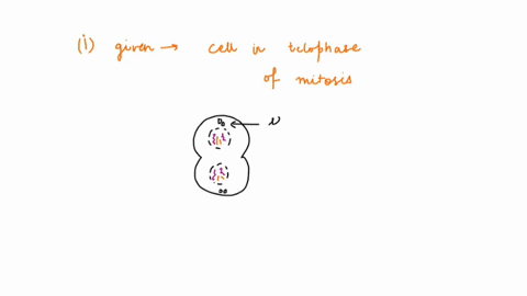 this-cell-is-in-telophase-of-mitosis-which-of-these-statements-are-true-of-telophase-of-mitosis-check-all-that-apply-sister-chromatids-are-called-daughter-chromosomes-the-nuclear-envelope-ap-24888