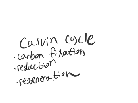 briefly-describe-the-calvin-cycle-and-the-kreb-cycle
