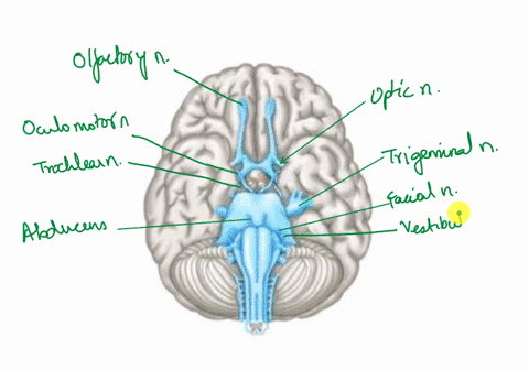 categorize-cranial-nerve-functions-for-each-cranial-nerveplace-the-label-in-the-appropriate-boxcategorizing-it-based-on-function-primarily-motor-fibers-oculomotor-n-olfactory-n-abducens-n-hy-46871