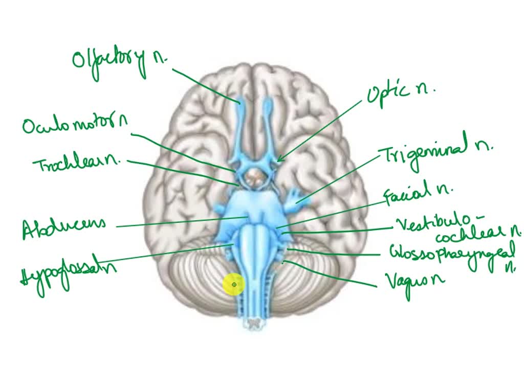 SOLVED: Identify the cranial nerve, which innervates intrinsic and ...