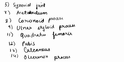 101-ex-7-ue-bones-and-ex-8-le-bones-crossword-across-5-hinge-of-the-elbow-joint-7-indentation-in-pelvic-bone-where-all-three-individual-bones-come-together-and-is-the-socket-of-the-hip-joint-99706