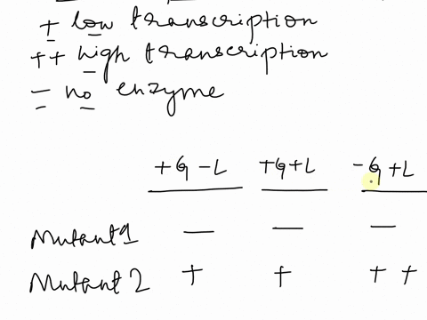 you-performed-a-mutagenesis-experiment-to-artificially-induce-mutations-in-the-promoter-and-regulatory-regions-of-the-lac-operon-the-mutant-bacterial-cells-were-cultured-on-media-supplemente-07914