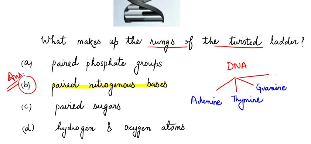 What Molecules Make Up The Sides Of The Dna Ladder - Mugeek Vidalondon