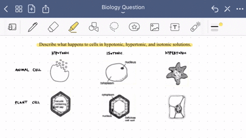 describe-what-happens-to-cells-in-hypotonic-hypertonic-and-isotonic-solutions-2