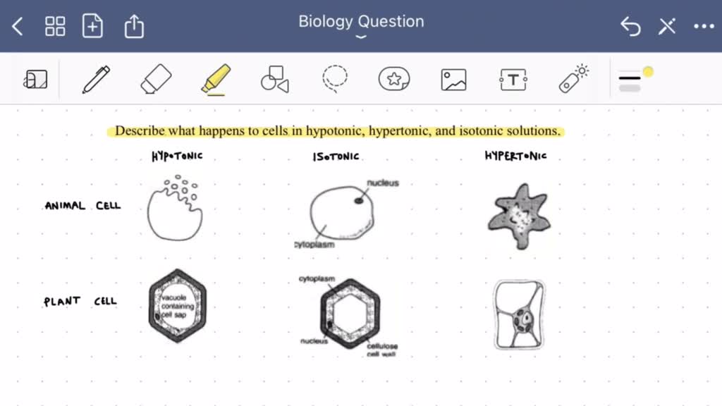 SOLVED Explain hypertonic, hypotonic, and isotonic solutions and what