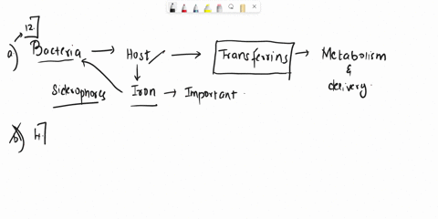 question-12-bacteria-have-siderophores-that-capture-iron-humans-counter-this-by-group-of-answer-choices-producing-iron-transferrins-interferon-toxin-production_-iron-degrading-enzymes-questi-94037