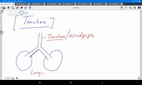 explain-the-function-of-trachea-90578