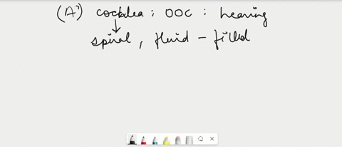 which-of-the-following-has-the-correct-combination-for-cochlea-which-of-the-following-has-the-correct-combination-for-cochlea-cochlea-organ-of-corti-hearing-cochlea-maculae-hearing-cochlea-c-14832