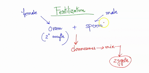 assume-that-sperm-and-ovum-are-living-human-tissue-but-do-not-separately-constitute-a-person-pick-two-significant-and-different-points-in-the-development-of-that-you-could-justify-mark-the-b-43372