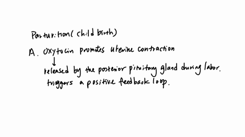 which-is-true-of-parturition-childbirth-oxytocin-promotes-uterine-contractions-prostaglandins-promote-release-of-aromatase-to-accelerate-cervical-dilation-myometrial-contractions-become-more-asynchron