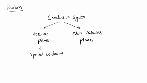 how-does-phloem-differ-from-xylem-a-phloem-is-made-of-cells-b-phloem-has-a-two-way-flow-c-phloem-transports-chloroplasts-d-phloem-is-found-in-the-roots-65317