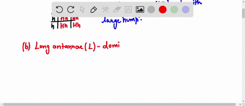 in-camels-large-humps-are-dominant-over-small-humps-calculate-the-probability-all-possible-offspring-when-a-homozygous-large-i5-crossed-mth-homo2ygoa5i-small-in-jadybugs-along-antennae-are-d-09081
