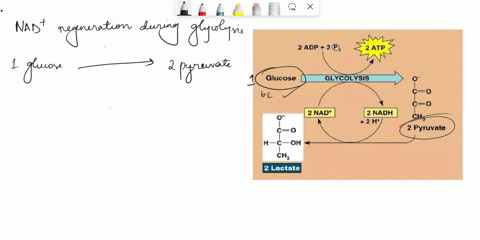 how-do-anaerobic-organisms-regenerate-nad-from-nadh-produced-during-glycolysis-57477