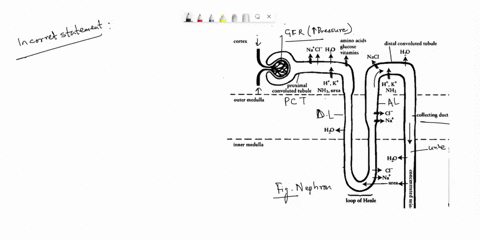 which-one-of-the-following-statements-is-incorrect-o-a-a-drug-that-inhibits-active-nacl-reabsorption-in-the-ascending-limb-of-the-loop-of-henle-will-likely-increase-the-volume-of-urine-produ-92785