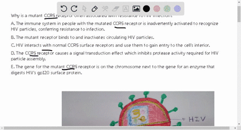 why-is-a-mutant-ccr5-receptor-often-associated-with-resistance-to-hiv-infection-a-the-immune-system-in-people-with-the-mutated-ccr5-receptor-is-inadvertently-activated-to-recognize-hiv-parti-17163