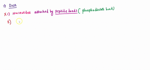 which-of-the-following-statements-about-dna-is-are-correct-select-all-that-apply-group-of-answer-choices-successive-nucleotides-are-attached-by-peptide-bonds-the-strands-in-dna-wrap-around-e-97671