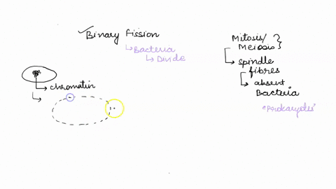 all-of-the-following-refer-to-bacterial-binary-fission-except-none-of-the-answer-choices-describe-what-occurs-during-binary-fission-chromosomal-partitioning-creates-3-replicated-dna-diasexua-40742