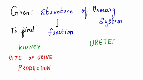 mmatch-the-labels-with-the-structure-of-the-urinary-system-they-describe-kidney-uratet-twp-ol-these-banspon-urine-stnucture-thar-passes-uine-out-of-the-body-slte-0l-urine-production-site-ot-84923
