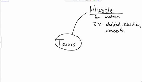 what-type-of-tissue-is-this