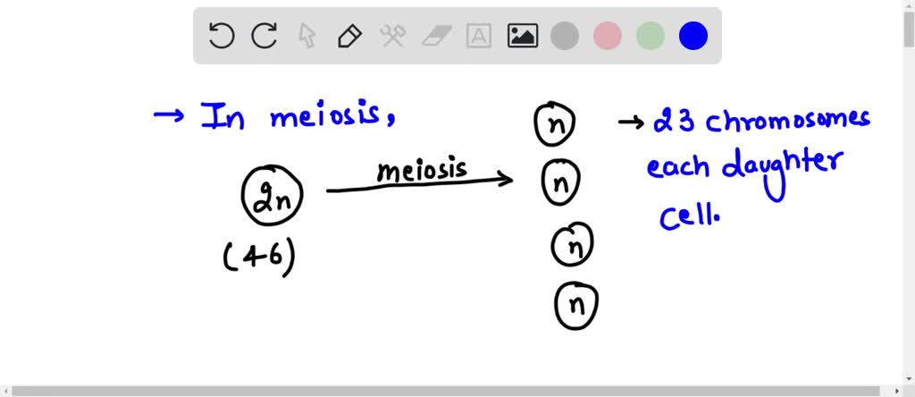 Bellwork: 12/3/15 Which of the following describe meiosis