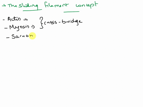 explain-how-muscle-contraction-works-at-the-level-of-the-sarcomere-including-the-roles-of-calcium-and-atp-in-the-mechanism-34014