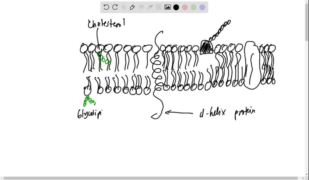 The diagram shows a student's drawing of guard cells. Which labe is not  correct? A cell membrane JO B - brainly.com