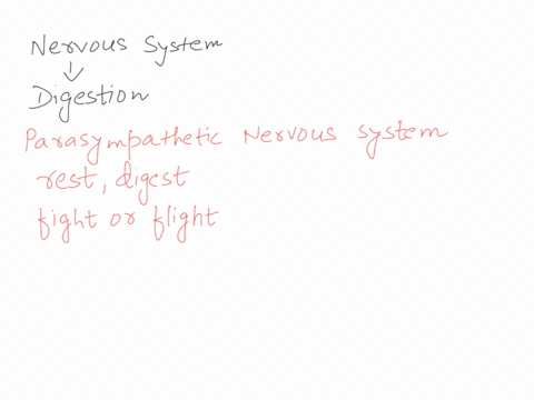 which-part-of-the-nervous-system-directly-controls-the-digestive-system-a-parasympathetic-nervous-sy-80316