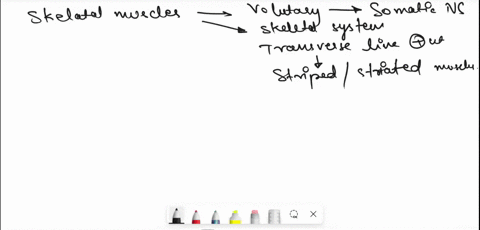 describe-the-characteristic-structure-and-organisation-of-skeletal-muscle-describe-the-structure-of-the-thick-and-thin-filaments-in-skeletal-muscle-describe-the-events-that-take-place-during-23324