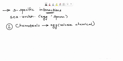 what-are-the-three-sprific-interaclions-between-sea-urchin-egg-and-sper-that-make-sure-the-spern-from-the-samne-spexies-fertilizes-an-egg-cell-what-are-the-two-mechanisms-that-an-egg-cell-us-80812