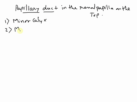 click-and-drag-the-following-structures-in-the-correct-sequence-respective-to-their-positions-in-the-pathway-of-urine-flow-in-a-male-start-with-the-structure-nearest-the-papillary-duct-in-th-79613