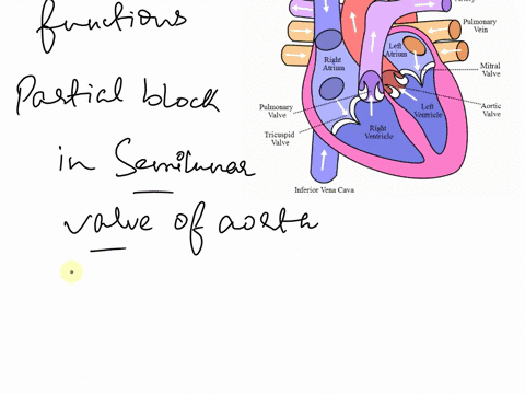 what-would-happen-to-the-heart-and-the-rest-of-the-body-over-a-period-of-time-if-a-partial-blockage-of-the-aortic-semilunar-valve-occurred-53196