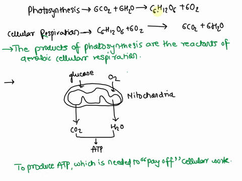 questiont-which-of-the-following-is-correct-regarding-the-relationship-between-cellular-respiration-and-photosynthesis-plants-carry-out-only-photosynthesis-whereas-animals-carry-out-aerobic-51996