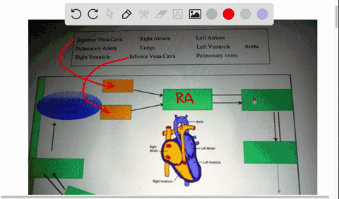 activity-23-coronary-circulation-directions-using-the-heart-diagram-label-the-empty-boxes-with-the-correct-answers-to-show-the-coronary-circulation-of-the-blood-choose-your-answers-from-the-18367