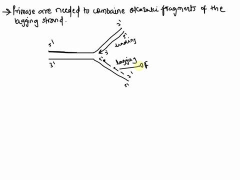 why-is-a-primase-needed-for-dna-replication-multiple-choice-primases-are-needed-to-convert-dna-to-rna-for-transcription-primases-are-needed-to-combine-the-okazaki-fragments-of-the-lagging-st-89127