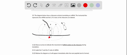 question-28-6-pts-23-the-diagram-below-show-a-ribosome-actively-translating-an-mrna-the-horizontal-line-represents-the-mrna-and-the-e-pa-sites-of-the-ribosome-are-labeled-1-2-draw-an-arrow-t-95065