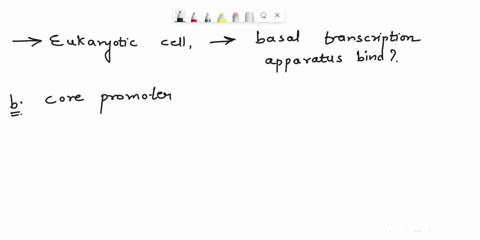 in-eukaryotic-cells-where-does-the-basal-transcription-apparatus-bind-select-one-regulatory-promoter-core-promoter-terminator-enhancer-37776