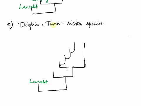 part-1-draw-it-up-draw-phylogenetic-tree-based-on-cha-cters-1-5-the-table-below-place-hatch-marks-the-treeto-indicate-thz-origins-characters-1-6-character-il-1-1-1-backbone-2-hinged-jaw-3fou-58661