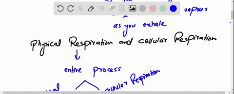 1-_-trace-the-path-of-blood-in-both-pulmonary-and-system-circulation-include-all-valves-and-major-vessels-list-if-the-blood-is-oxygenated-or-deoxygenated-in-the-circuit-2-describe-the-proces-78528