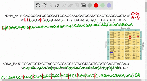 question-in-a-gene-an-open-reading-frame-orf-is-the-protein-coding-sequence-that-begins-with-a-start-codon-and-ends-with-a-stop-codon-please-examine-the-following-two-dna-sequences-and-predi-03588