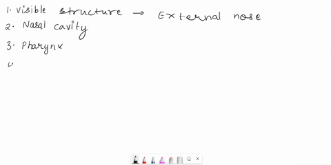 nnect-assignment-4-due-419-i-saved-match-the-respiratory-system-structure-with-its-description-1visible-structure-on-the-faceclick-to-select-2extends-from-the-nares-to-the-choanaeclick-to-se-48084
