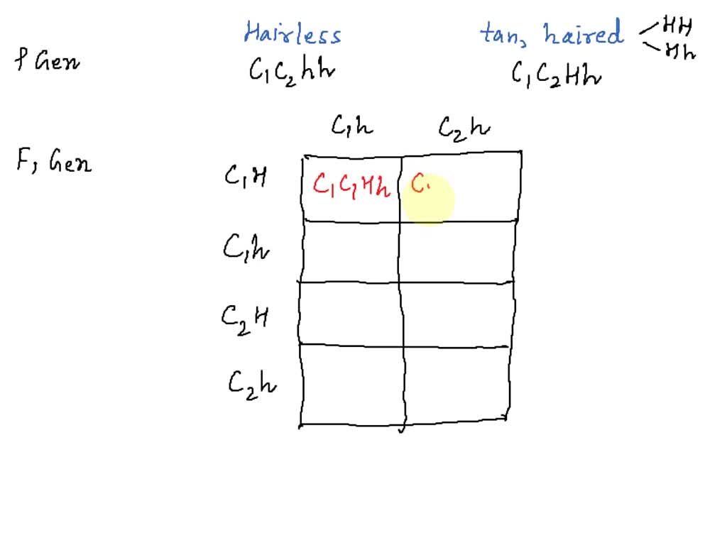 SOLVED In guinea pigs, two different genes affect the coat. One gene