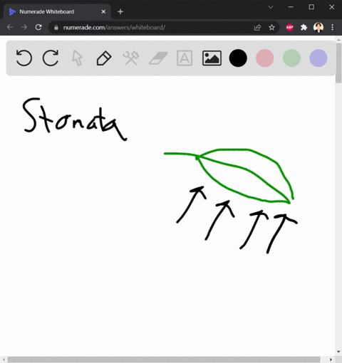 which-of-the-following-is-true-about-stomata-and-guard-cells-a-a-guard-cell-is-an-open-pore-in-the-leaf-and-it-is-surrounded-by-two-stomatal-cells-that-open-and-close-the-pore-b-stomata-are-72893