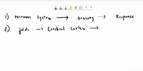 pre-lab-questions-1-what-is-the-primary-function-of-the-nervous-system-click-here-t0-enter-text-why-does-the-cerebral-cortex-contain-o-many-folds-click-here-to-enter-text-3-what-is-a-nerve-i-12391