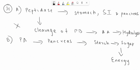 31-which-digestive-enzyme-is-produced-in-the-pancreas-and-is-responsible-for-the-31-breakdown-ol-protein-into-peptides-a-peptidase-b-pancrealic-amylase-maltase-d-trypsin-32-what-are-the-pote-15953