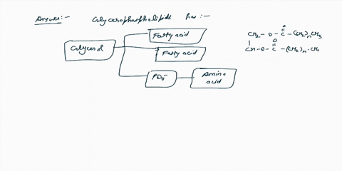dtscutul-question-6-etycerophospholipids-what-are-thc-puctural-comnponents-tnemtrom-tracylglycendes-diffcrenriates-gelec-that-apply-the-presence-of-phosphete-eroup-the-mod-ficatian-by-an-emi-44863